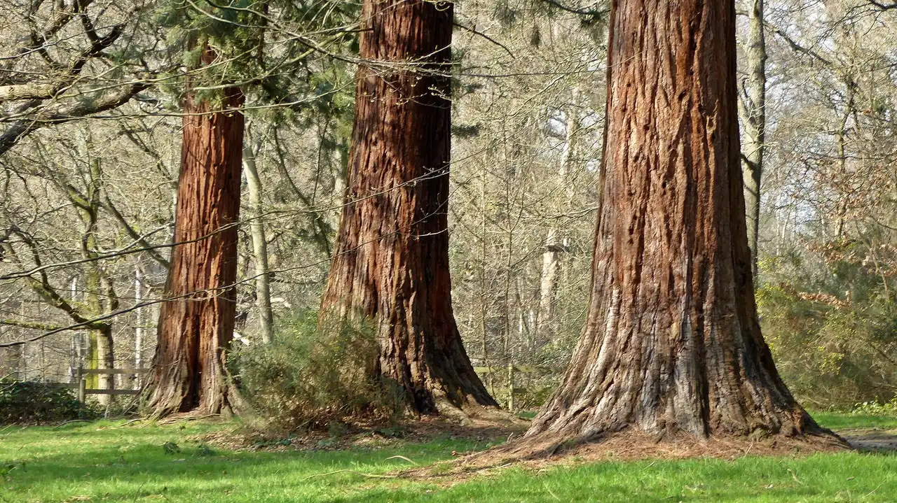 Black Park