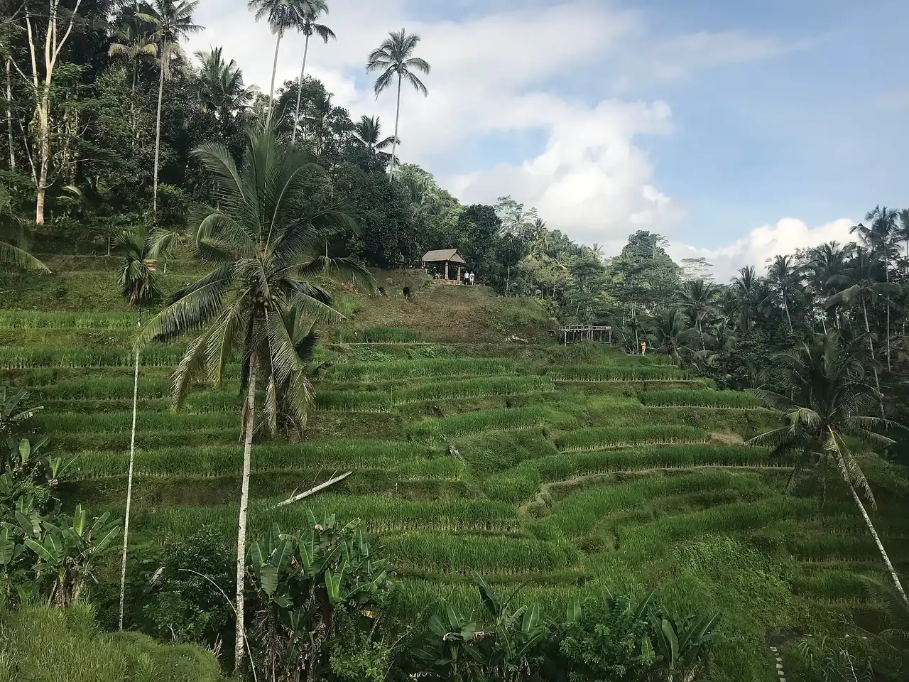 Terraços de arroz de Tegallalang