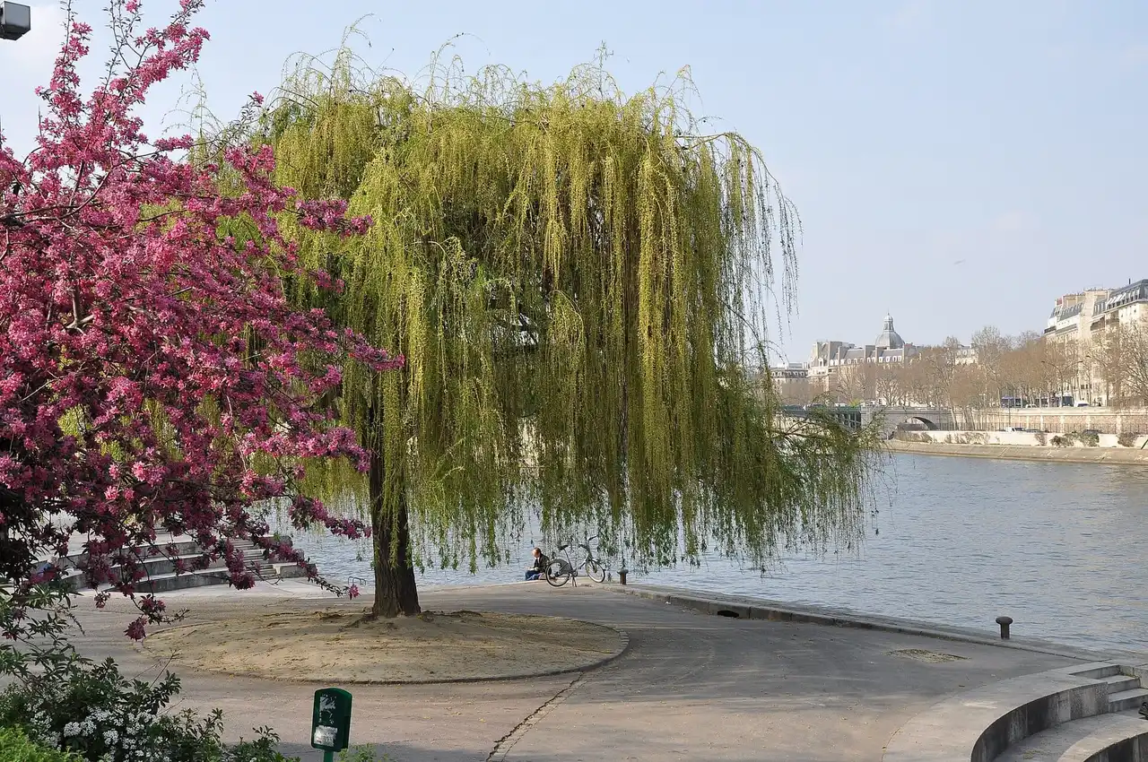 Jardin Tino-Rossi (Quai Saint-Bernard)