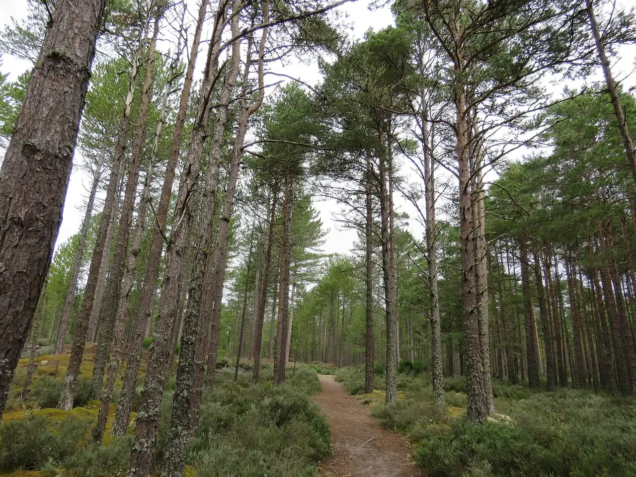 Bosque de Culbin