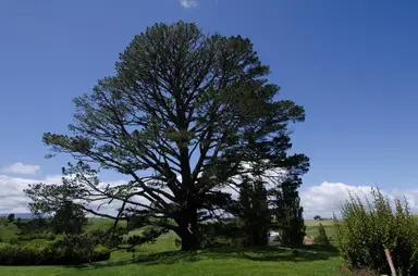 Hobbiton Movie Set